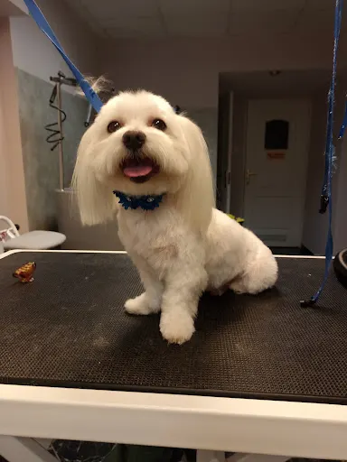 Ola Woźniak - Psi Fryzjer Piaski Gorzów Wielkopolski